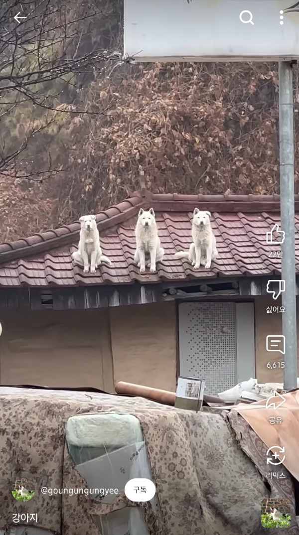 댕댕이 삼대장..jpg