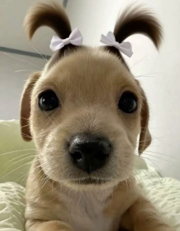 오빠! 나 머리 묶은 게 예뻐 안 묶은 게 예뻐.jpg