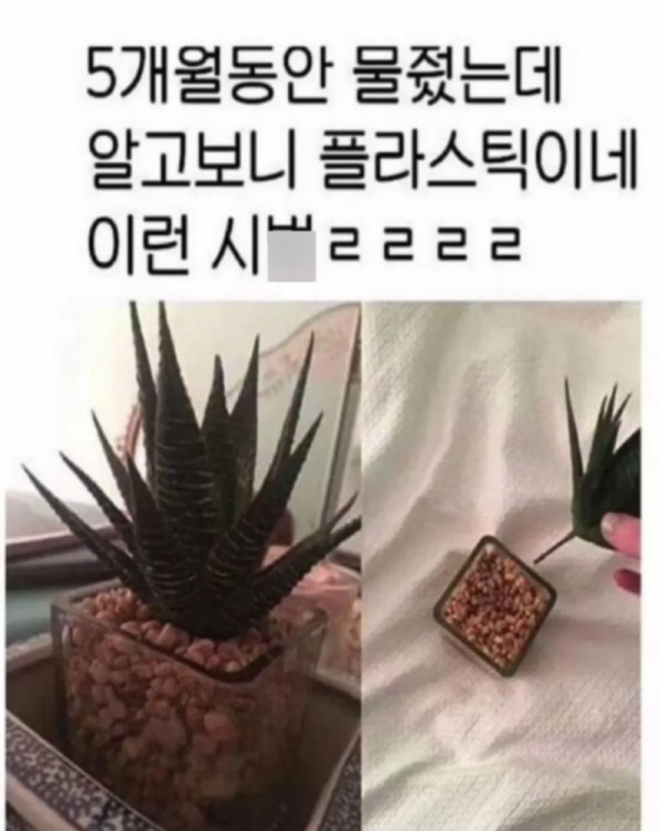 900w_20250919172532_bnIpZsvsHe.jpeg