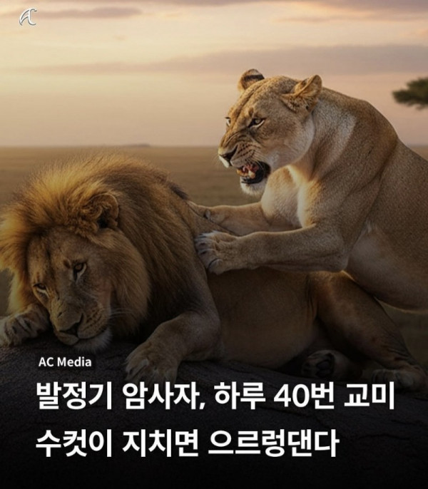 발정기 암사자는 하루 40번 한다.jpg